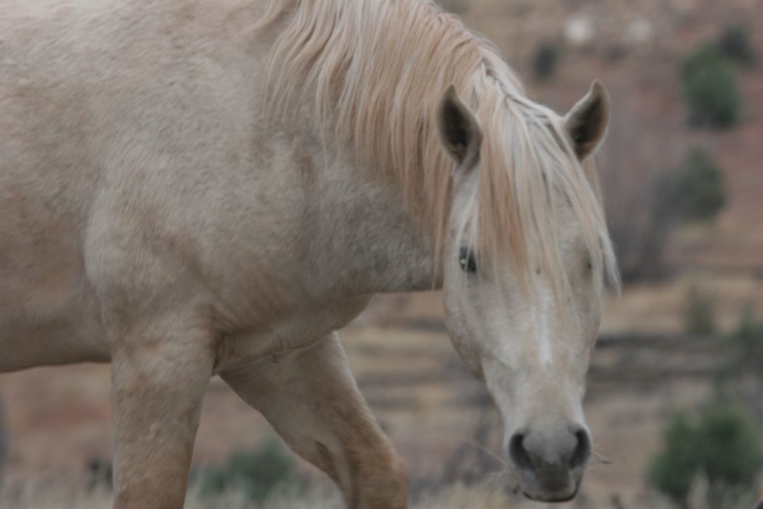 Congressman O'Halleran meets with horse advocates